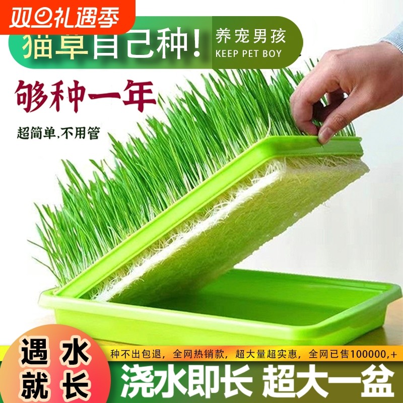 懒人猫草盆无土水培盒子猫薄荷草育苗盆小麦盆栽猫咪零食土培种植