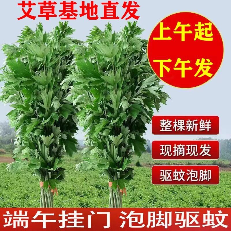 端午节新鲜艾草挂门驱蚊花束菖蒲盆栽整棵带杆艾蒿绿植物泡澡艾叶