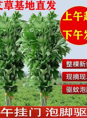 端午节新鲜艾草挂门驱蚊花束菖蒲盆栽整棵带杆艾蒿绿植物泡澡艾叶