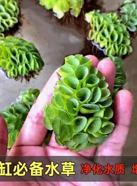 浮萍水草集合肚兜萍槐叶萍躲避鱼虾氨氮水族鱼缸造景肚兜植物