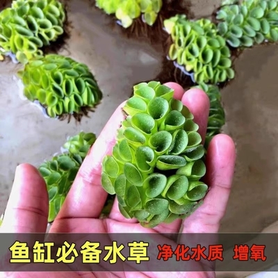 浮萍水草集合肚兜萍槐叶萍躲避鱼虾氨氮水族鱼缸造景肚兜植物