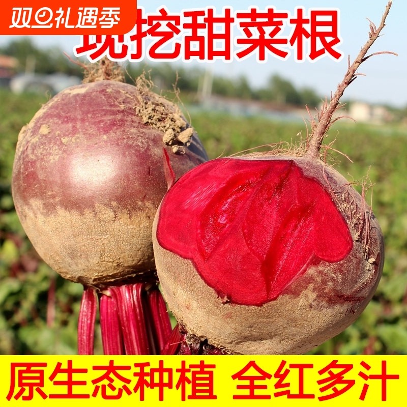 红菜头甜菜根新鲜甜菜头2024年原生态10斤打汁甜根菜现挖现发包