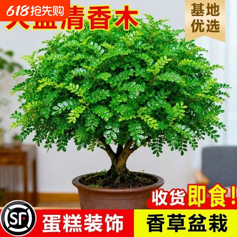 正宗清香胡椒木老桩盆栽绿植驱蚊花卉室内外盆景净化空气四季好养