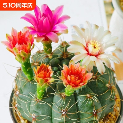 绯花玉仙人球盆栽开花好活净化空气除甲醛桌摆办公室花卉绿植客厅