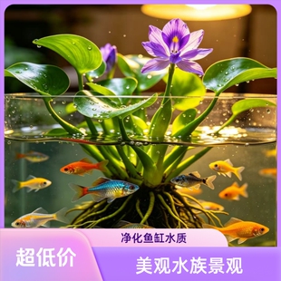 凤眼莲水葫芦水芙蓉水浮莲观赏水生植物鱼池龟缸净化水草水质净水