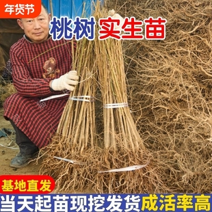 四川嫁接用桃树苗毛桃树苗桃树占地苗果树苗山桃砧木实生苗小苗