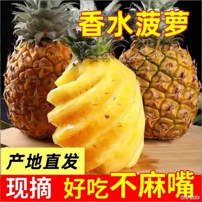 正宗现摘徐闻新鲜菠萝精选大果广东湛江香水菠萝青皮去味大菠萝