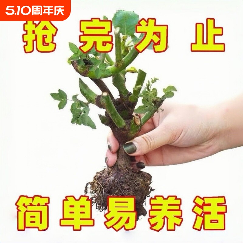 玫瑰花苗老桩大花浓香花卉绿植物盆栽月季蔷薇室内外阳台四季好养