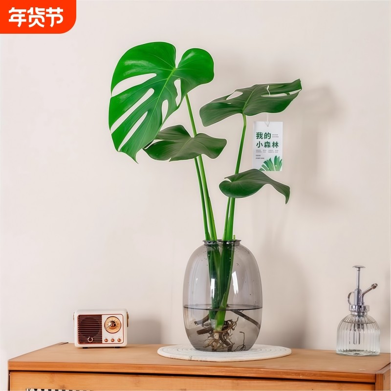 龟背竹盆栽老桩室内净化空气天堂鸟大叶室内常青水培观叶植物好养,鲜花速递/花卉仿真/绿植园艺,大型绿植/成品组合盆栽,淘宝优惠券,粉丝福利购,淘宝优惠卷