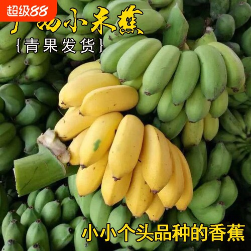 广西正宗小米蕉新鲜甜糯香甜当季水果小香蕉皇帝蕉芭蕉