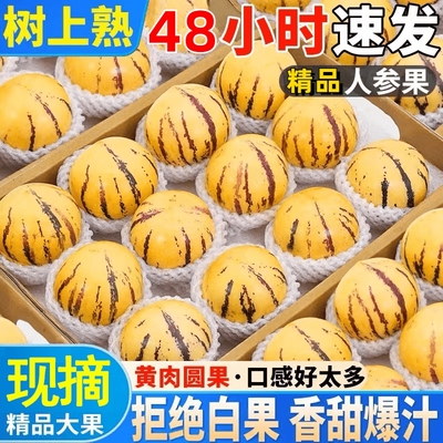 云南石林人参果新鲜水果七彩黄肉圆果当季现摘香甜多汁云南特产