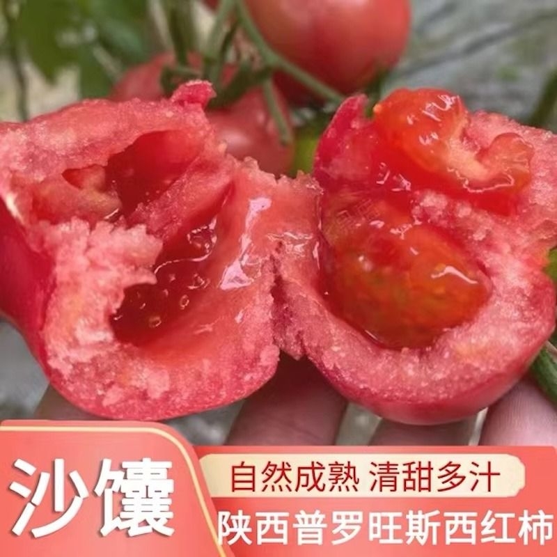 陕西正宗普罗旺斯西红柿应季新鲜番茄自然熟沙瓤爆汁生吃蔬菜大果