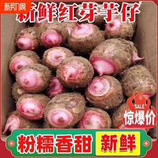 广西红芽小芋头粉糯香甜芋艿农家自种荔浦红芽芋头小芋头现挖现发
