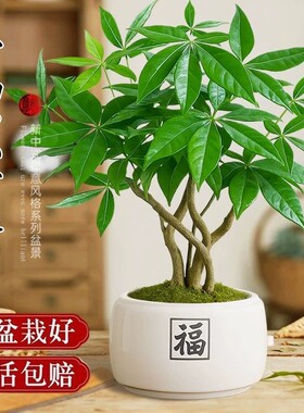 发财树盆栽室内客厅绿植树招财旺运四季常青植物盆景办公室办公桌
