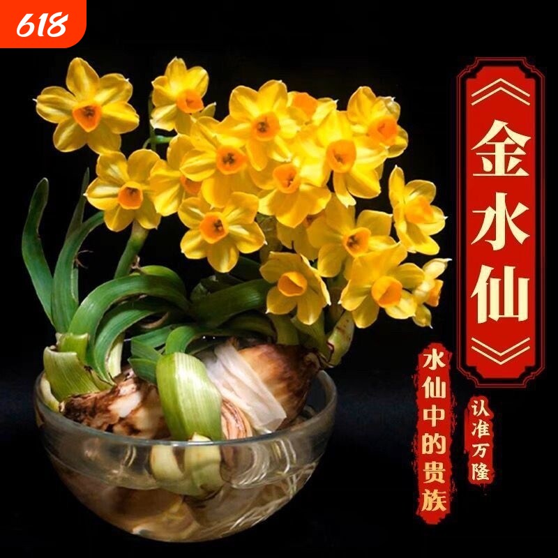 【金水仙—水仙中的贵族】新款金水仙花冬季水培四季花卉盆栽正品