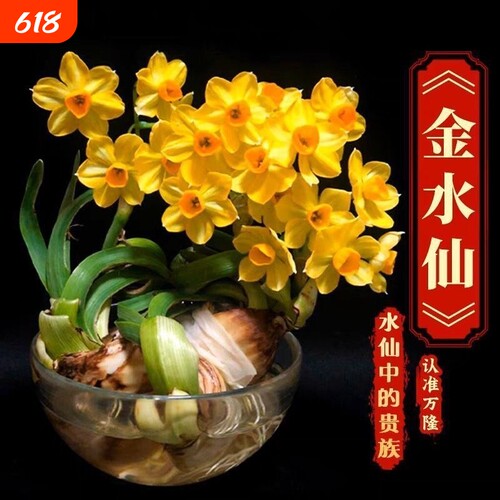 【金水仙—水仙中的贵族】新款金水仙花冬季水培四季花卉盆栽正品