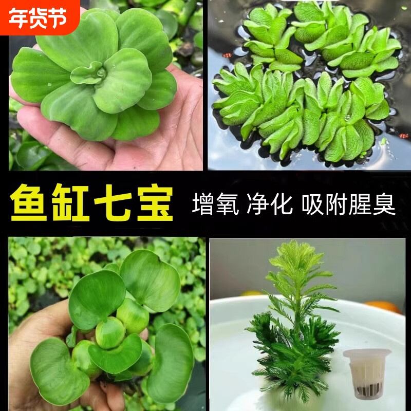 鱼缸真水草生态造景套装浮萍水草养鱼吸腥味水生植物套餐神器浮水