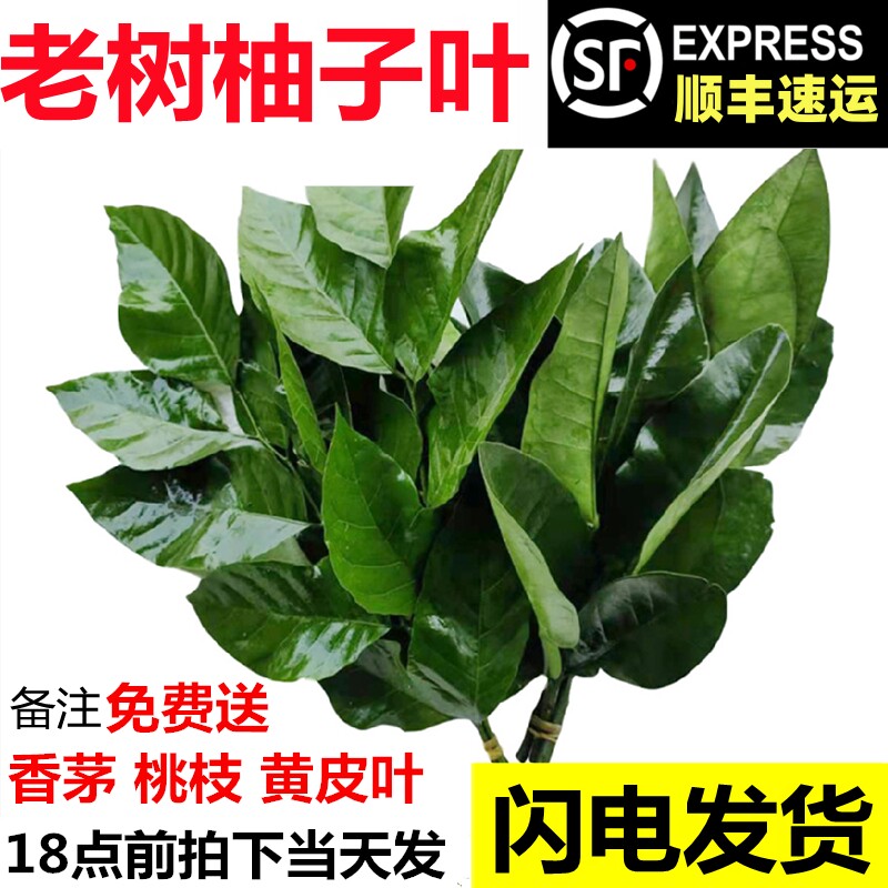 柚子叶新鲜碌柚叶沐浴乔迁打扫糍粑叶垫百年老树蜜柚现摘