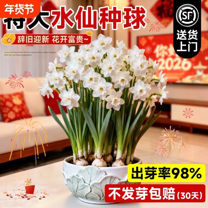 漳州水仙花种球盆栽绿植带芽花卉室内水培种子冬季开花植物好养活,鲜花速递/花卉仿真/绿植园艺,种球/裸根,淘宝优惠券,粉丝福利购,淘宝优惠卷