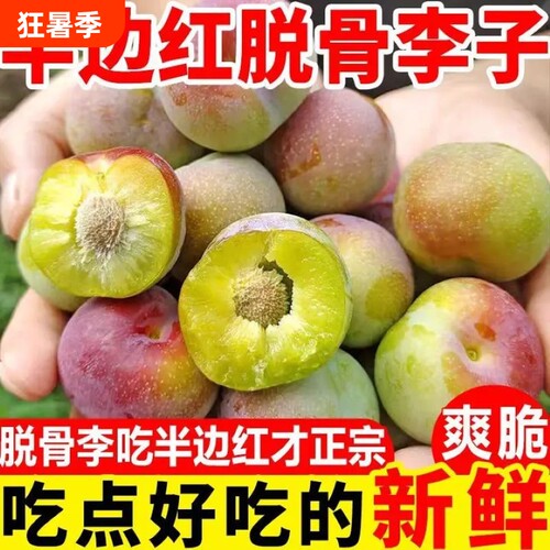 四川正当应季半边红青脆脱骨李子现摘3斤5斤脆甜多汁产地直发