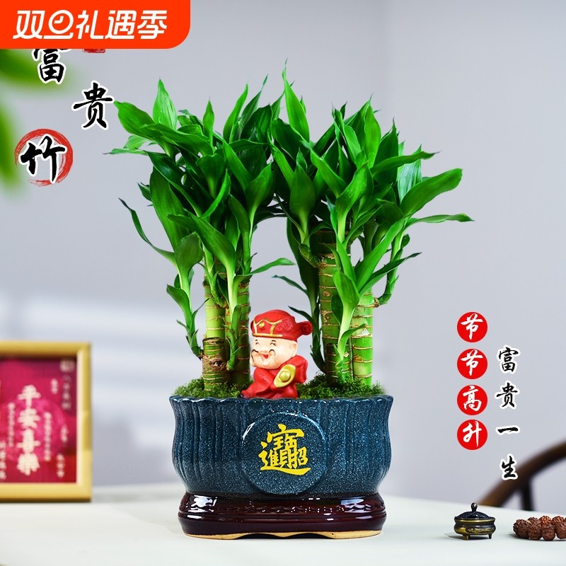 富贵竹盆栽节节植物盆景办公室客厅桌面绿植好养招财摆放开花大盆
