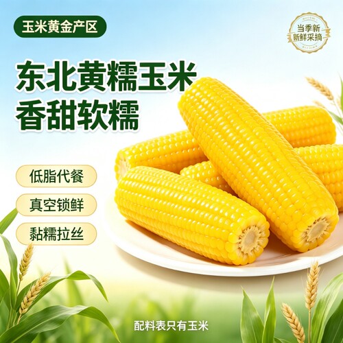 东北黄糯玉米真空包装大棒粘苞米