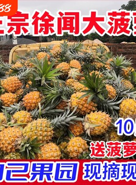 金钻金龟波罗胜小菠萝海南香水果凤梨手撕新鲜水果当季