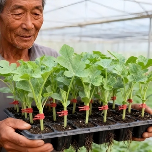 西瓜苗嫁接8424特甜麒麟超甜无籽美都西瓜秧苗盆栽地载种植西瓜苗