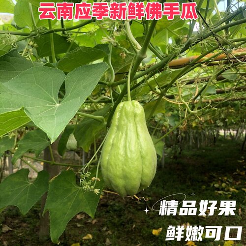 云南本地佛手瓜新鲜现摘农家自种