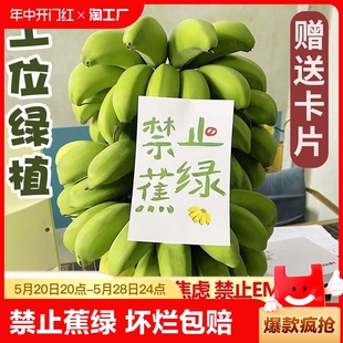 整串水培香蕉花禁止蕉绿新鲜真芭蕉香蕉焦虑插花拒绝蕉绿观赏绿植