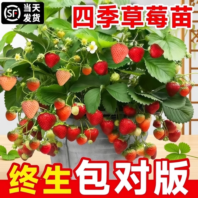 草莓苗四季结果盆栽丹东99草莓苗奶油红颜草莓苗草莓秧