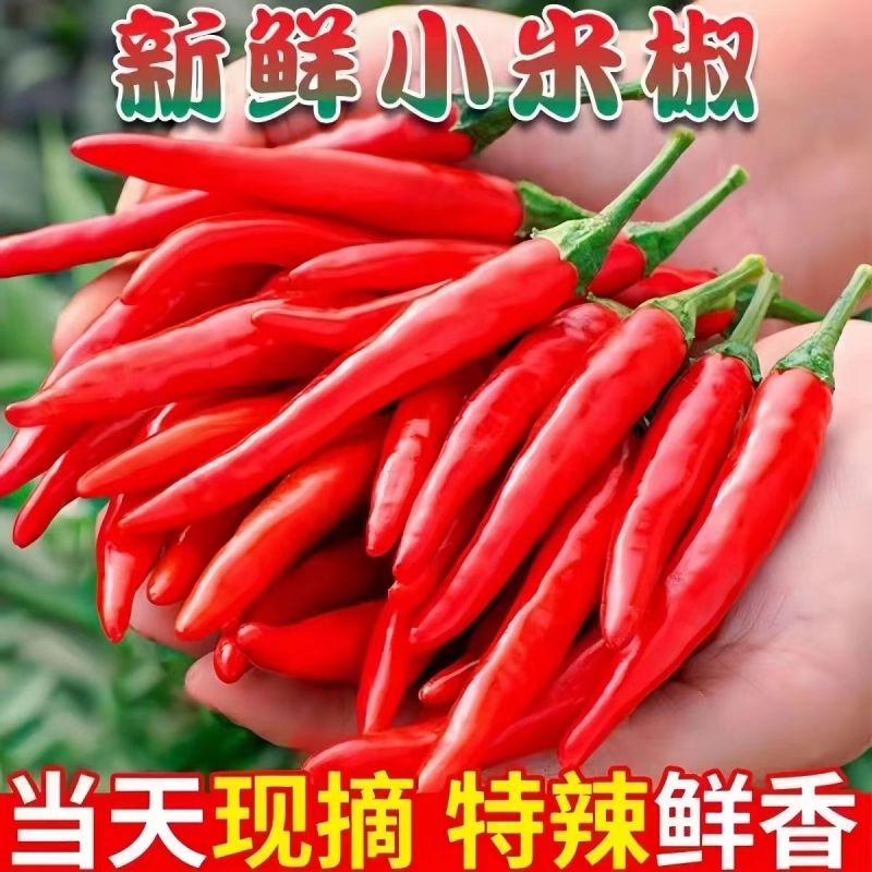 特香特辣小米辣新鲜现摘