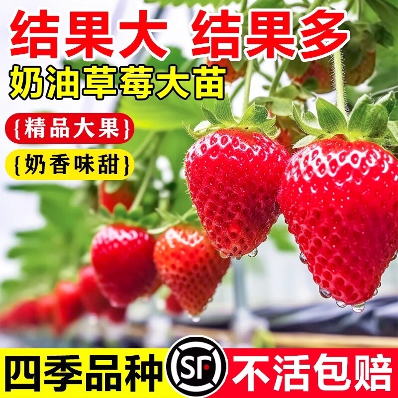 奶油草莓苗盆栽带花带果带土种籽子红颜四季结果阳台种植新苗苗秧,鲜花速递/花卉仿真/绿植园艺,果树,淘宝优惠券,粉丝福利购,淘宝优惠卷