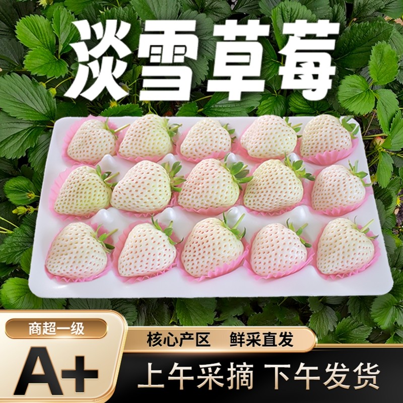 【送货上门】淡雪白草莓送货上门现货白雪公主草莓新鲜奶油草莓,水产肉类/新鲜蔬果/熟食,草莓,淘宝优惠券,粉丝福利购,淘宝优惠卷