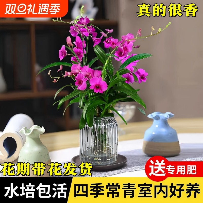 石斛兰红泼墨浓香型带花苞花期水培兰花苗好养四季开花苗香水室内