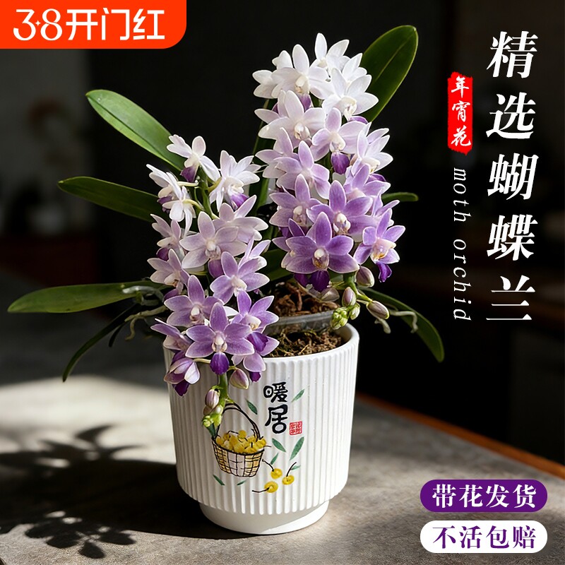 蝴蝶兰花苗带花剑花苞盆栽兰花大苗室内客厅花卉绿植物小茴办公桌