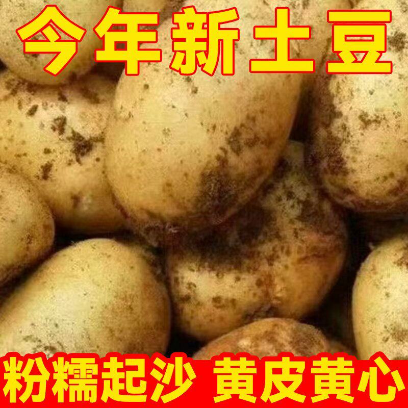 农家现挖土豆黄心新鲜当季图片
