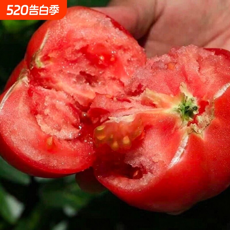 正宗普罗旺斯水果西红柿当季生吃沙瓤番茄老人儿童减脂蔬菜新鲜