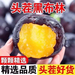 黑布林【自家果园】正宗陕西李子新鲜水果应季酸甜水果黑宝石李子