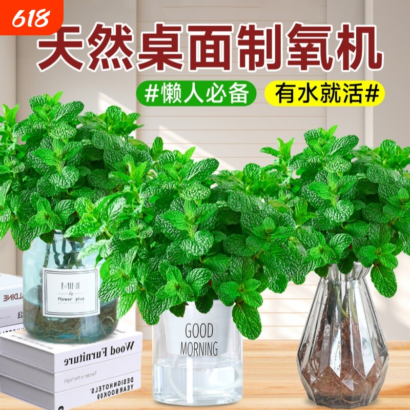 薄荷苗盆栽可食用驱蚊香草水培花卉好养活绿植物室内迷迭香煎牛排