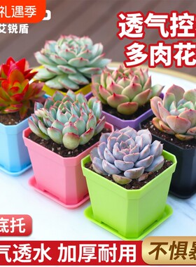 大号彩色方盆多肉植物育苗小花盆10cm大黑方塑料花盆方形托盘盆景