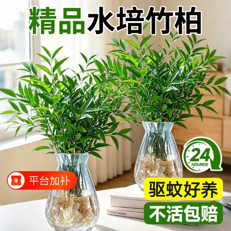大颗驱蚊竹柏水培竹子绿植物办公室盆景栽驱蚊草神器花卉室内好养