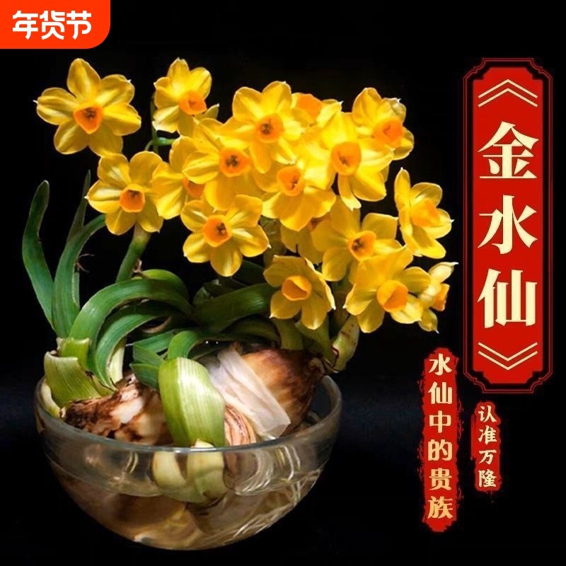 【金水仙—水仙中的贵族】新款金水仙花冬季水培四季花卉盆栽正品,鲜花速递/花卉仿真/绿植园艺,时令草本花卉,淘宝优惠券,粉丝福利购,淘宝优惠卷