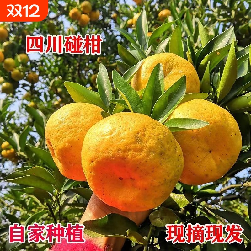 正宗四川椪柑柑桔新鲜水果整箱南方橘子当季果芦柑碰柑现摘果园