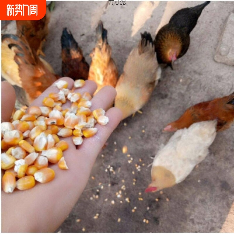 东北大玉米粒干玉米喂猪鸡鸭鹅鸟家禽饲料鸽子粮钓鱼打窝粮食散装