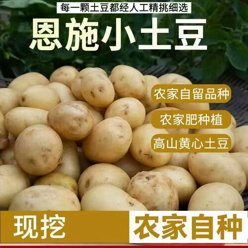 恩施小土豆现挖新鲜洋芋