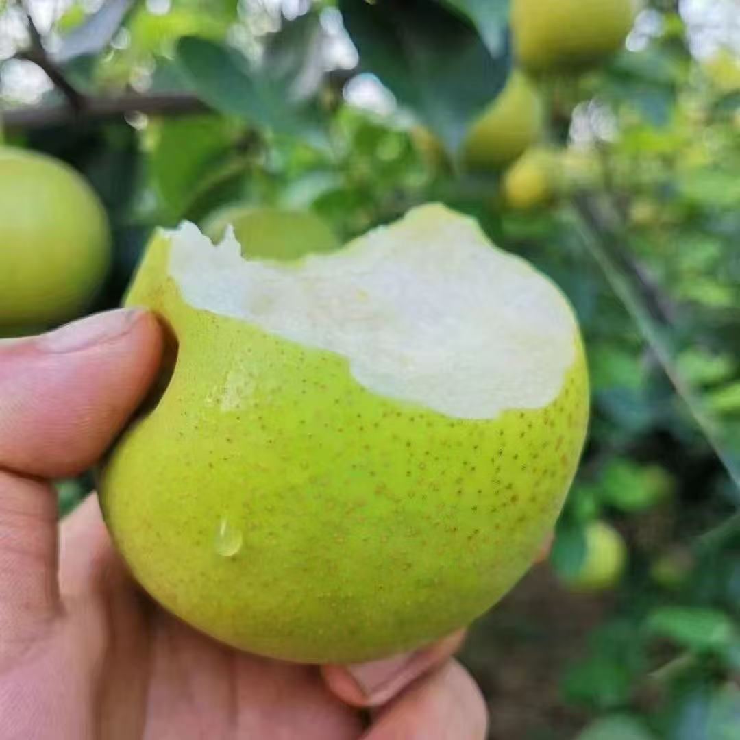 青皇冠梨梨子新鲜水果脆甜多汁黄冠薄皮当季整箱批发青皮农场单果图片