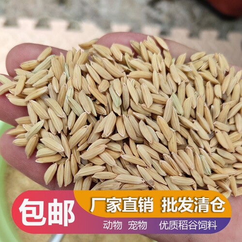 农家水稻谷子带壳大米新稻谷喂鸡鸭鹅仓鼠鸽鸟宠物饲料酿酒杂粮食