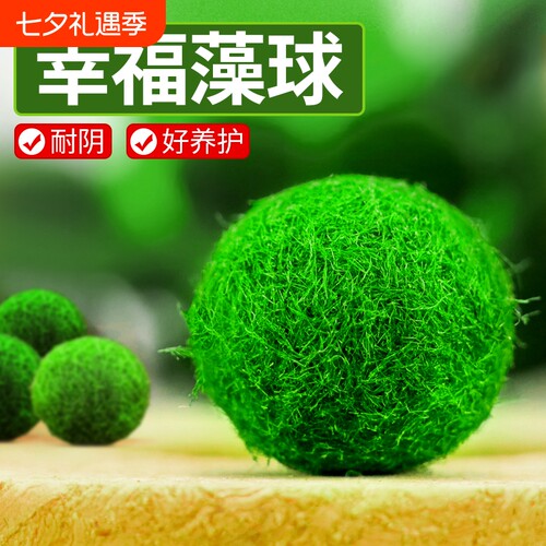 焘渔鱼缸活体水草耐活