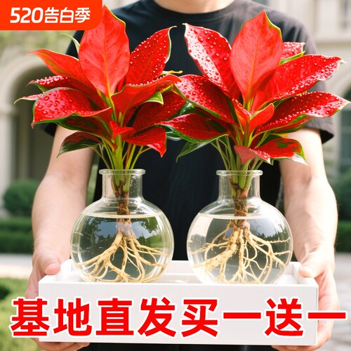 吉利红盆栽室内水培植物如意皇后客厅鲜花卉红叶万年青桌面小绿植